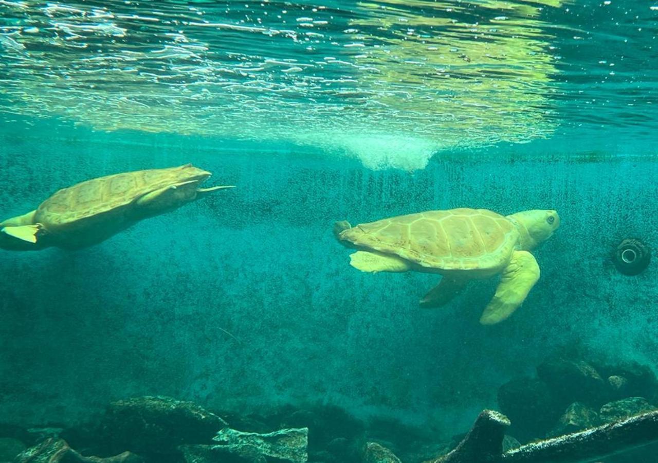 Apto diferenciado em Ubatuba Exterior foto